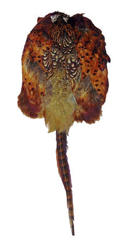 Pheasant Pelt from Gundog Solutions