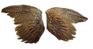 Pheasant Wings from Gundog Solutions